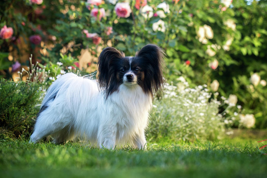 Dog In The Garden Photograph by Iuliia Malivanchuk