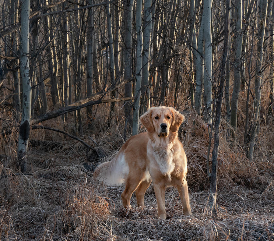Dog Photograph - Dog In The Woods by Phil And Karen Rispin