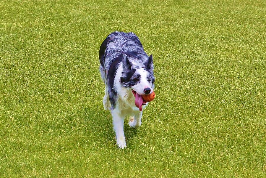 dog Photograph by John Walsh dog Photograph by John Walsh