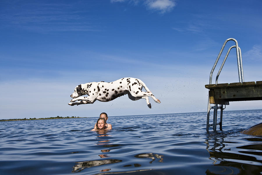 Dog jumping into the water and girls swimming Oland Sweden. Photograph by Ulf Huett Nilsson