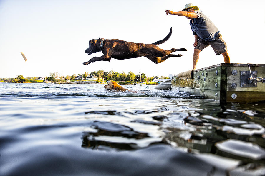 Dog Jumping Photograph by Stevecoleimages