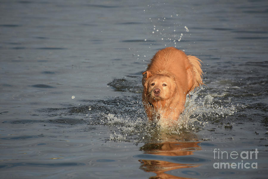 Dog Jumping Through Shallow Water in the Summer Photograph by DejaVu ...