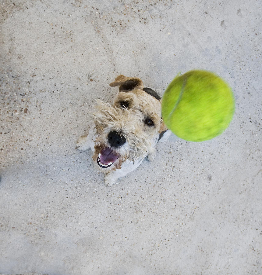 Dog  jumping to catch tennis ball Photograph by José Manuel Rodríguez