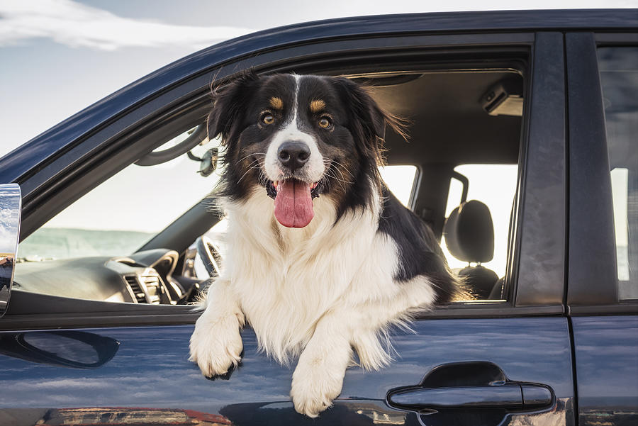 Dog leaning out window of car Photograph by Jacobs Stock Photography Ltd