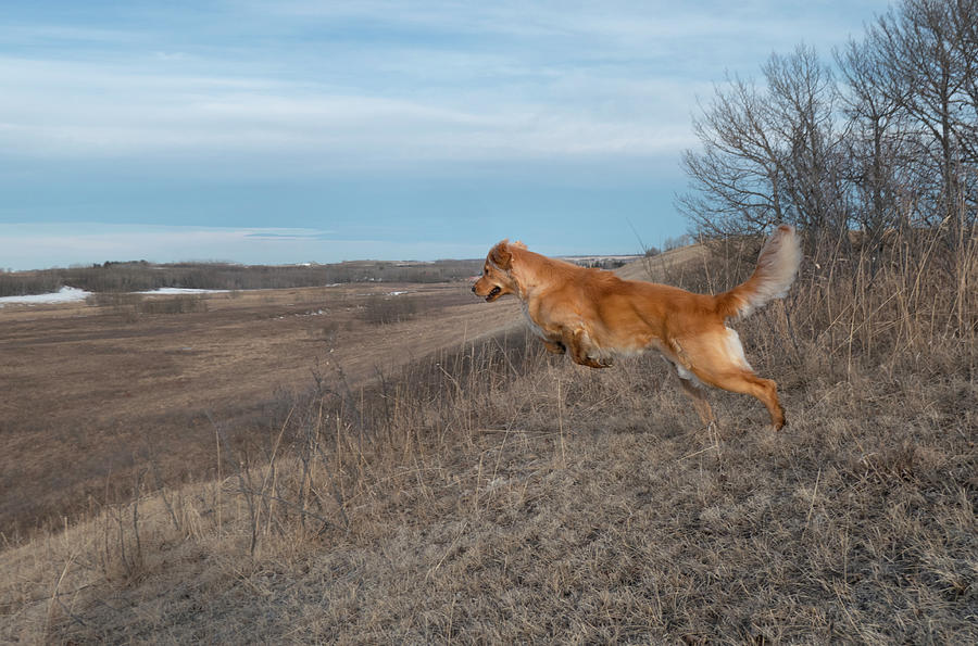 Leap Photograph - Dog Leaping Down A Hill by Karen Rispin
