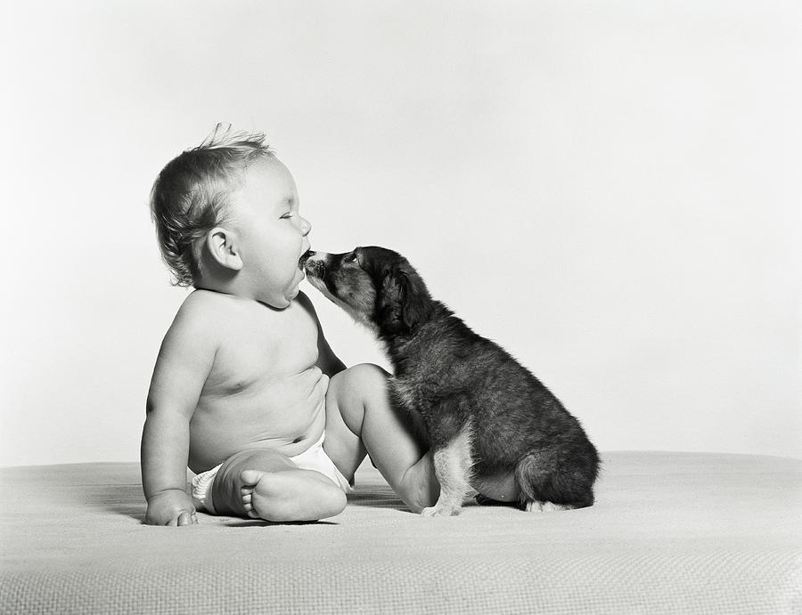 Dog licking baby. Photograph by H. Armstrong Roberts