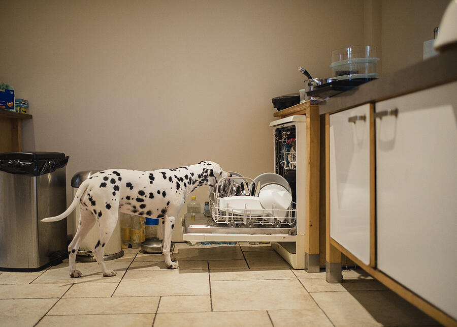Dog Licking Dirty Dishes in the Dishwasher Photograph by SolStock Dog Licking Dirty Dishes in the Dishwasher Photograph by SolStock
