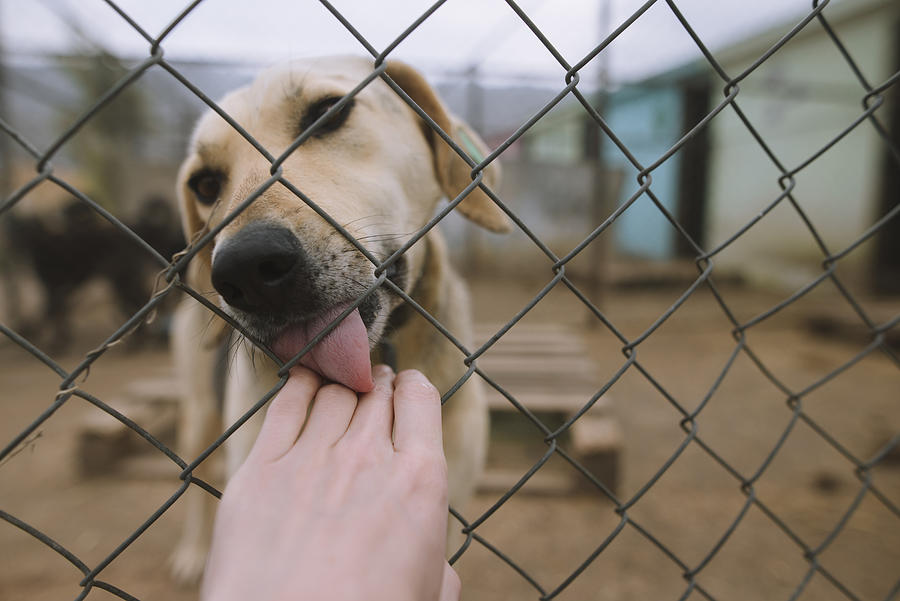 Dog licking human hand through fence in animal shelter Photograph by Oleksii Karamanov
