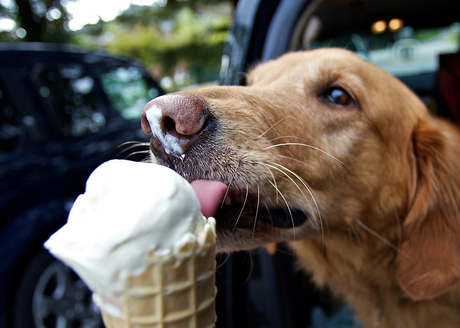 Dog licking vanilla cone Photograph by Photography by Ellen L. Soohoo