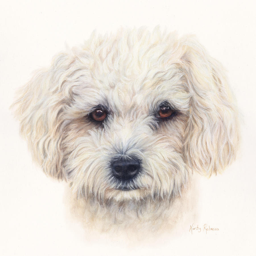 White Dog Drawing by Kirsty Rebecca