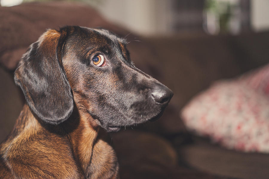 Dog looking guilty Photograph by Christina Reichl Photography