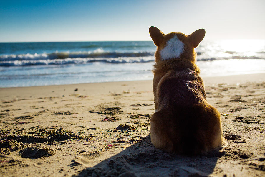 Dog Looking Out to Sea Photograph by Purple Collar Pet Photography