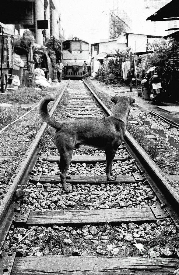 Dog Meets Train Photograph by Dean Harte