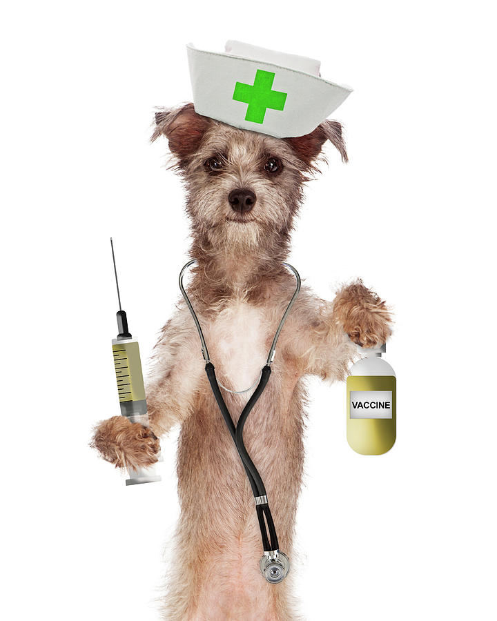 Animal Photograph - Dog Nurse Shot and Vaccine Bottle by Good Focused