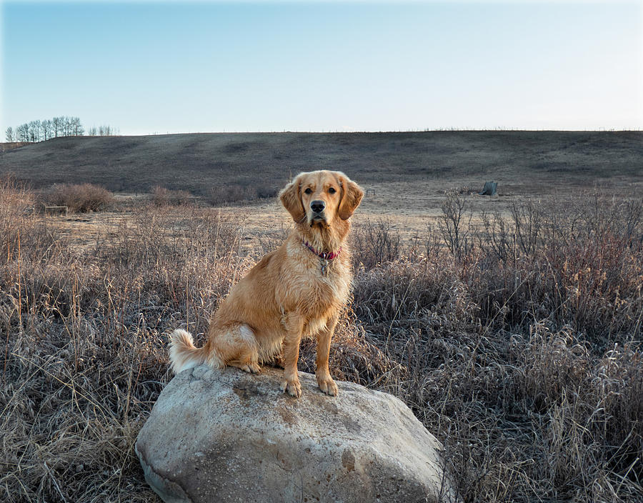 Nature Photograph - Dog On A Rock by Phil And Karen Rispin
