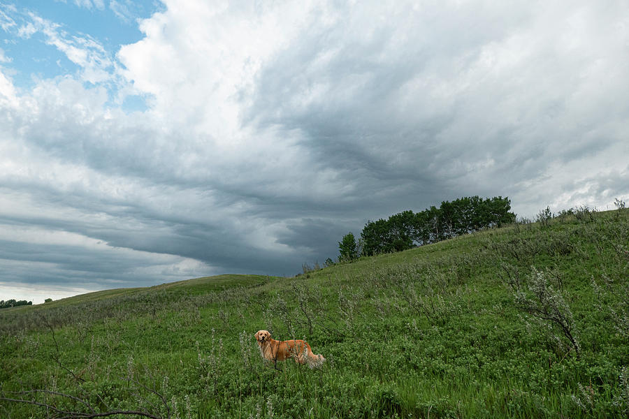 Spring Photograph - Dog On A Stormy Spring Morning by Phil And Karen Rispin