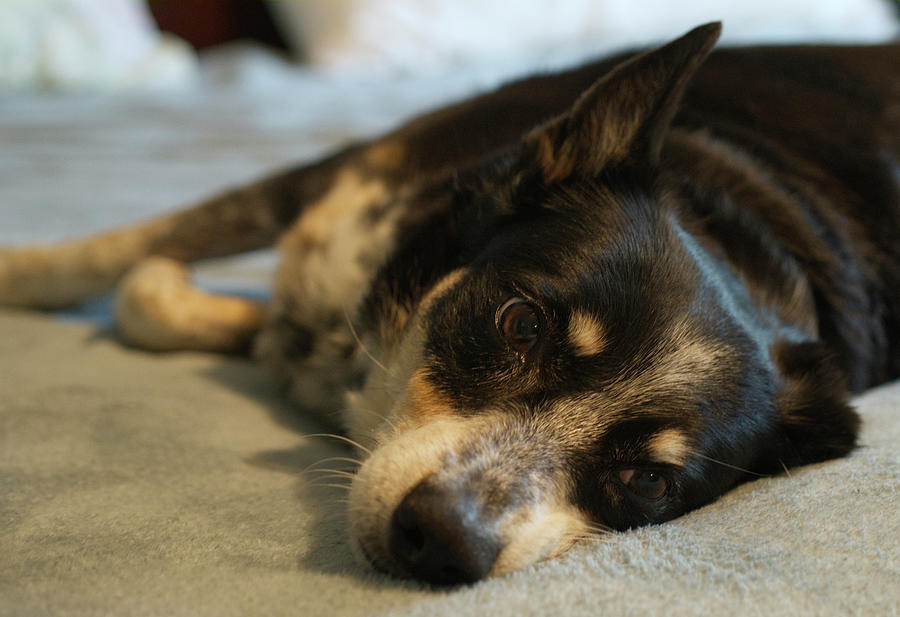 Dog Photograph - Dog on Bed by Iris Richardson
