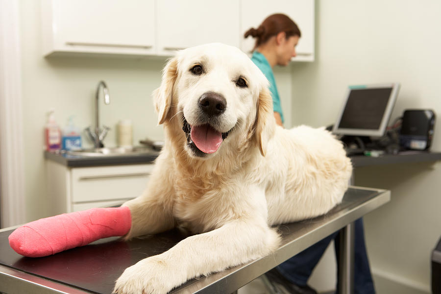 Dog on exam table wth pink tape on paw at veterinary office Photograph by Monkeybusinessimages