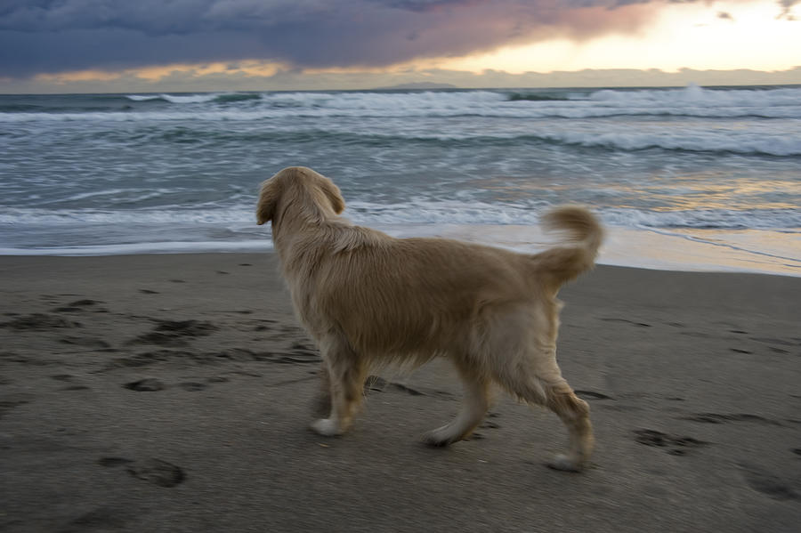 Dog on sunset beach Photograph by Taro Hama @ e-kamakura