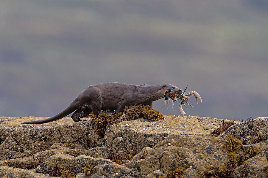 Dog Otter With Lobster Photograph by Pete Walkden