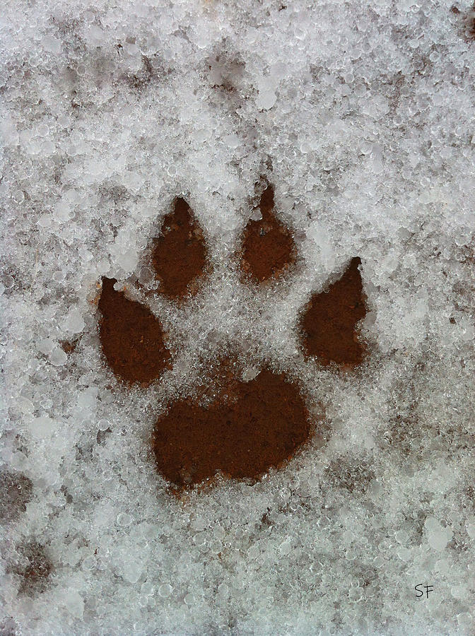 Dog Paw Print in the Snow  Photograph by Shelli Fitzpatrick