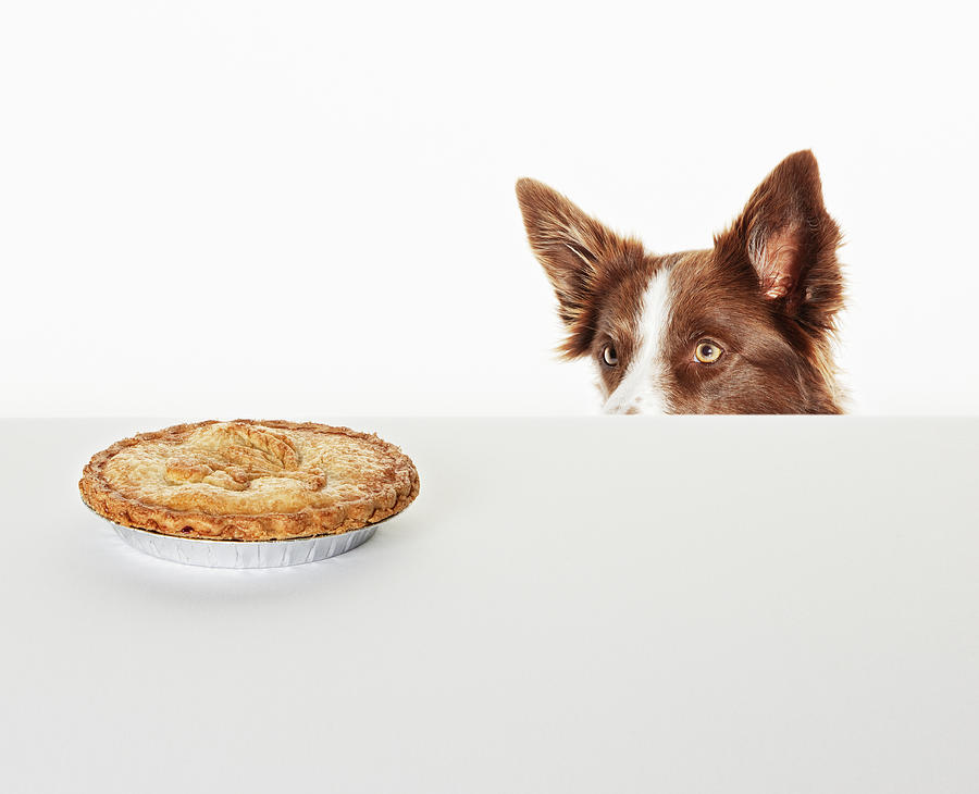 Dog peering at pie on kitchen counter Photograph by Anthony Lee