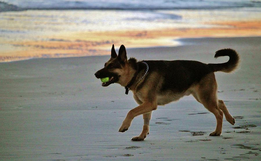 Dog Playing Fetch  Photograph by Cynthia Guinn