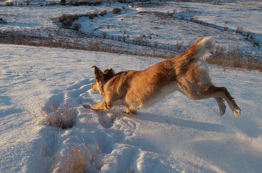 Winter Photograph - Dog Playing In Snow by Phil And Karen Rispin