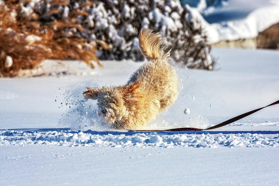 Dog playing in snow Photograph by Tatiana Travelways