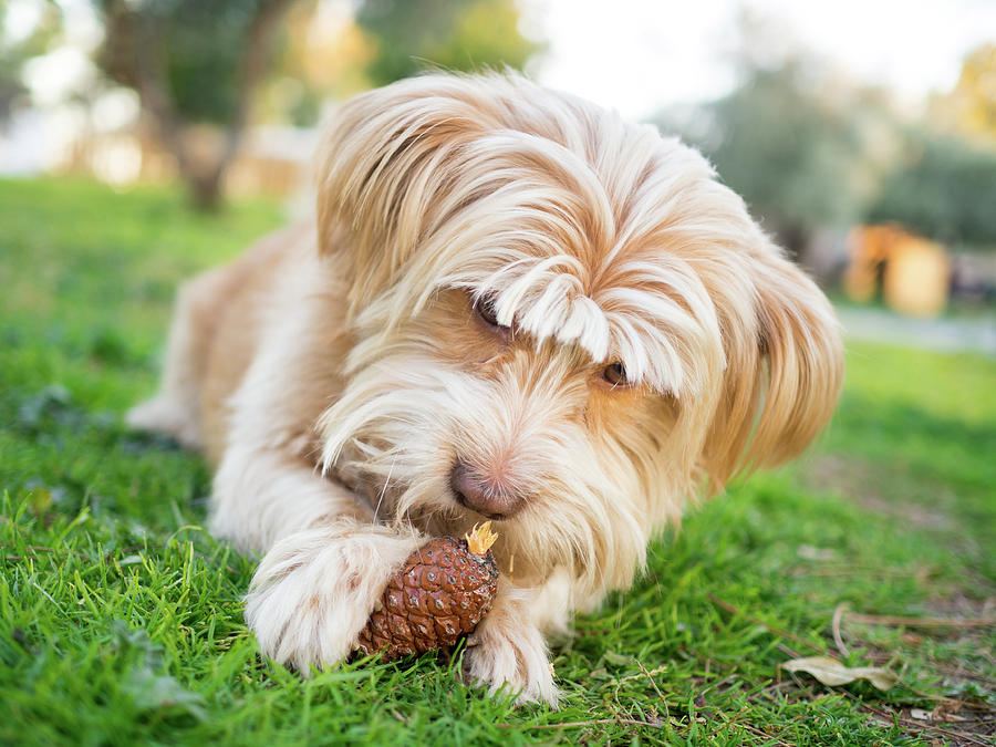 can dogs eat pine nuts