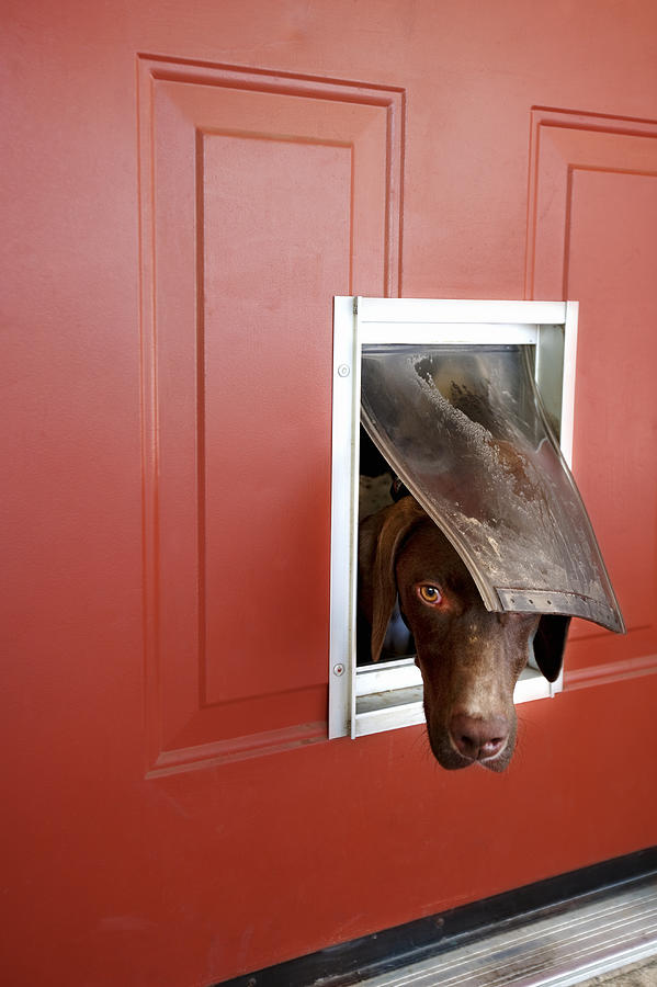 Dog popping head out of doggie door Photograph by Muriel de Seze