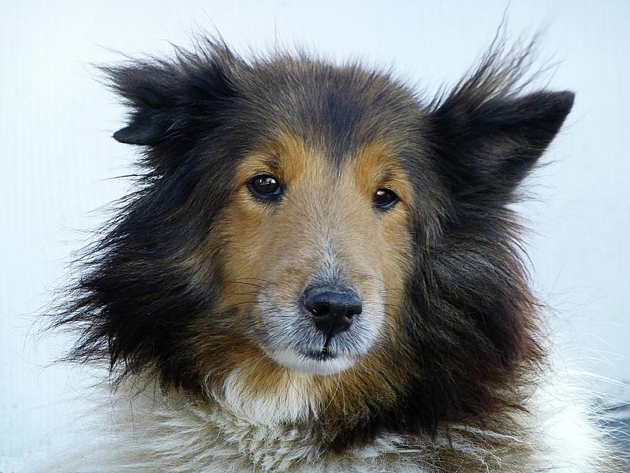 Dog Portrait Photograph by Lyuba Filatova
