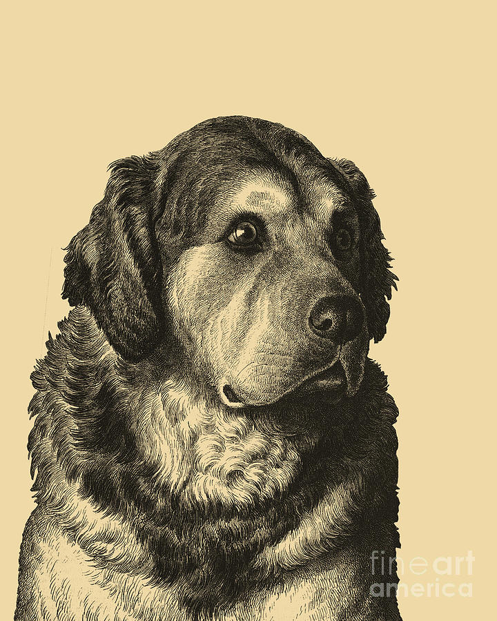 Dog Digital Art - Dog Portrait by Madame Memento