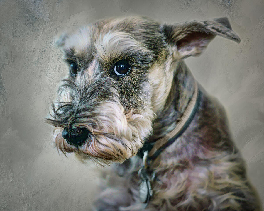 Dog Portrait - Schnauzer Photograph by Nikolyn McDonald
