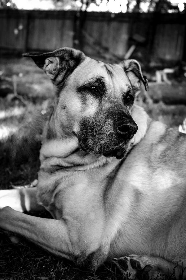 Dog Portrait  Photograph by W Craig Photography