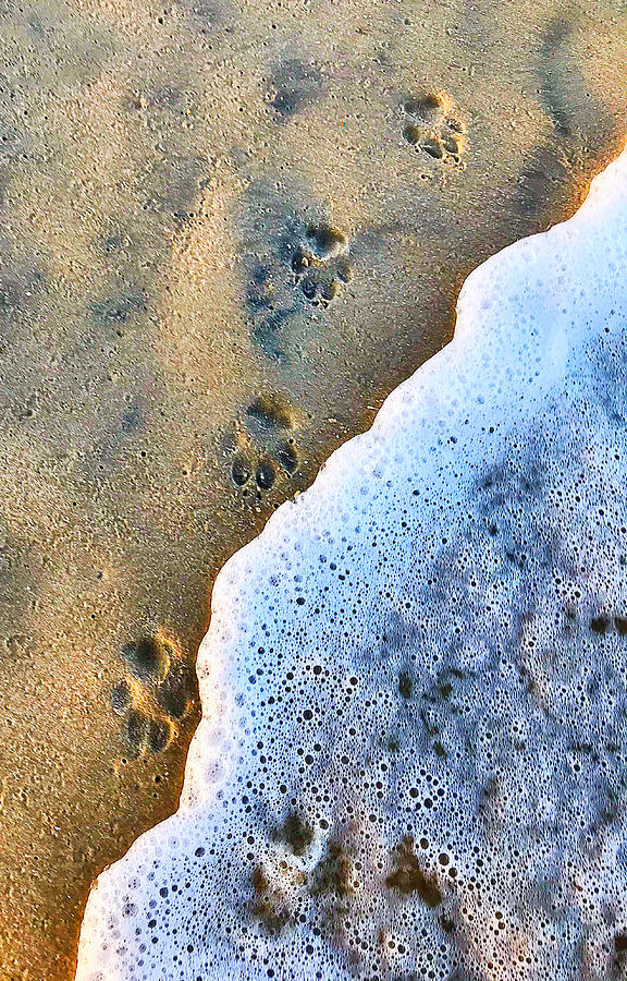 Dog Prints in the sand Photograph by Stephen Dorton