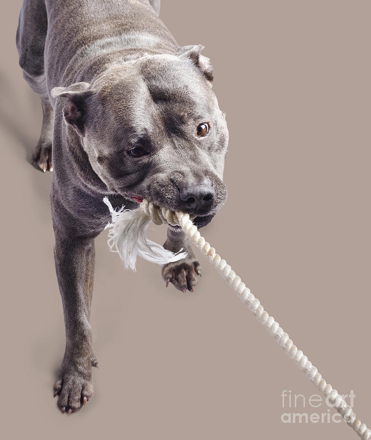 Dog pulling on rope Photograph by Jorgo Photography