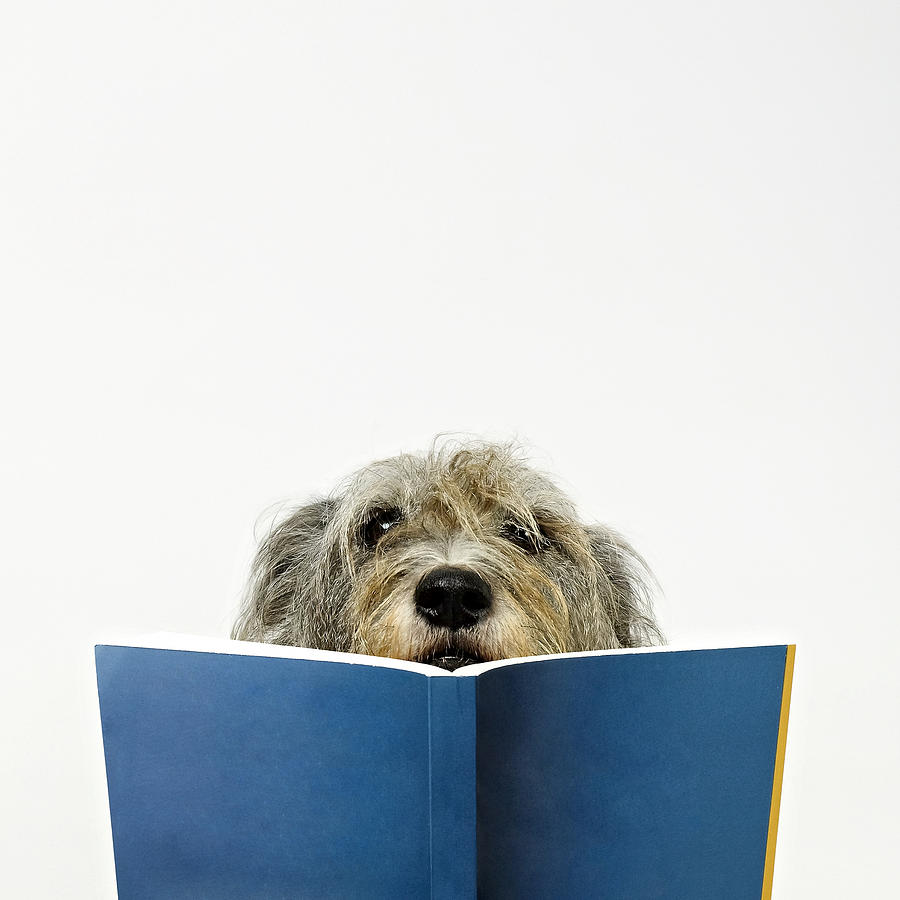 Dog Reading Book Photograph by Juj Winn