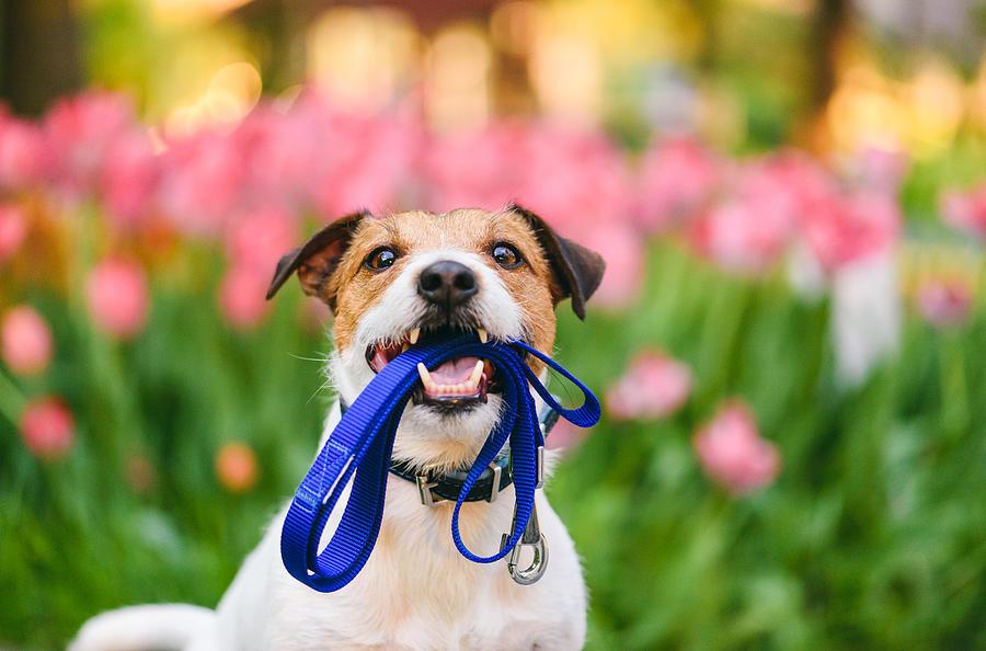 Dog ready for a walk carrying leash in mouth at nice spring morning Photograph by Alexei_tm