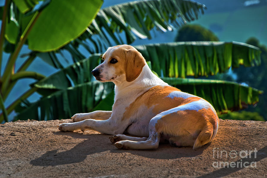 Dog Relaxing In Tropical Fenicia Photograph by Al Bourassa