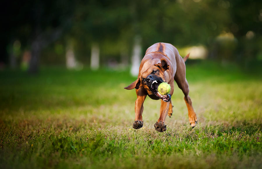 Dog Ridgeback Playing With Ball Photograph by Ksuksa