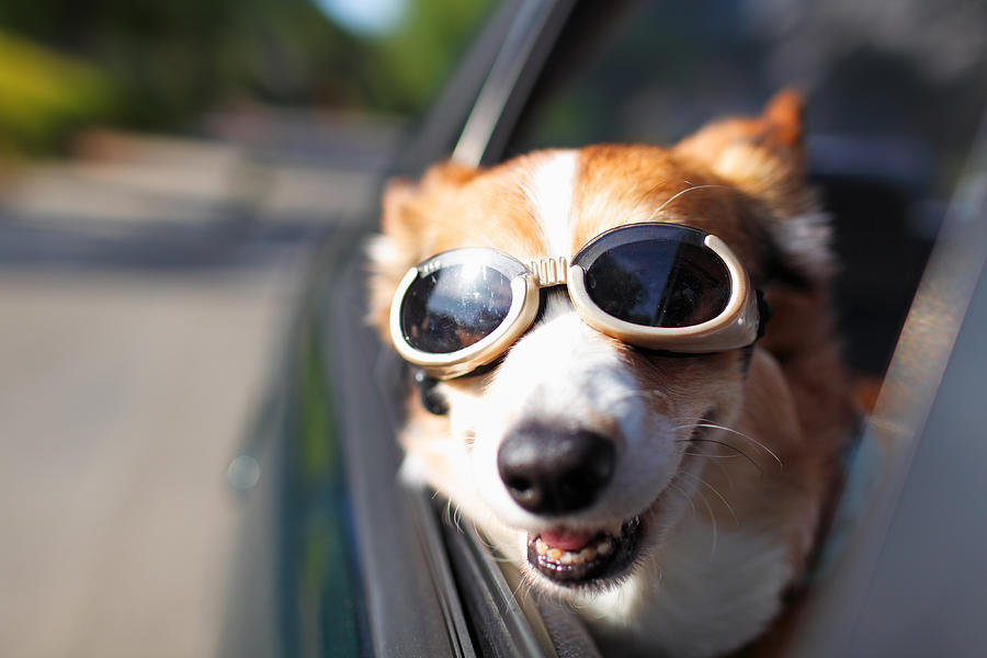 Dog Riding in Car Photograph by Purple Collar Pet Photography