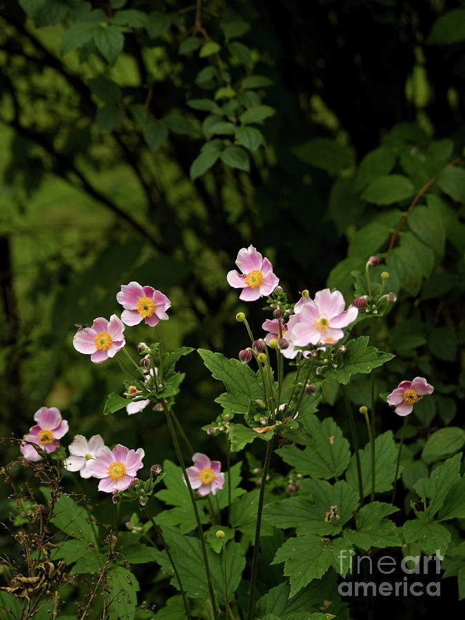 Dog Rose Flowers In Central Park 4 Photograph by Dorothy Lee