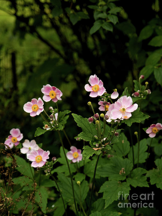 Dog Rose Flowers In Central Park Photograph by Dorothy Lee
