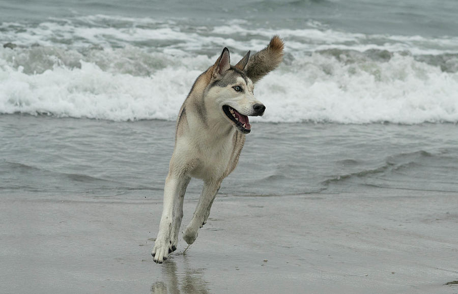 Dog running at the beach 1 Photograph by Fabienne Lawrence - Fine Art ...