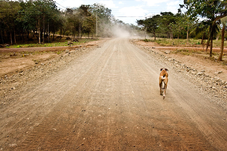 Dog Running Down Rural Dirt Road in Costa Rica Photograph by Andipantz