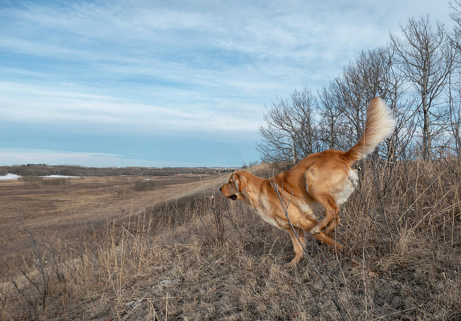 Dog Running In A Field Photograph by Karen Rispin