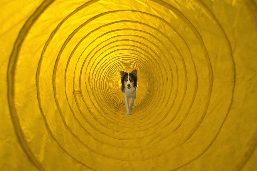 Dog running through agility tunnel Photograph by Apple Tree House