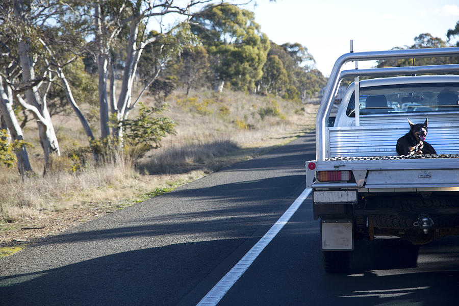 Dog sits on work ute in country Australia Photograph by Virginia Star