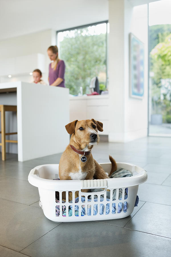 Dog sitting in laundry basket in kitchen Photograph by Robert Daly